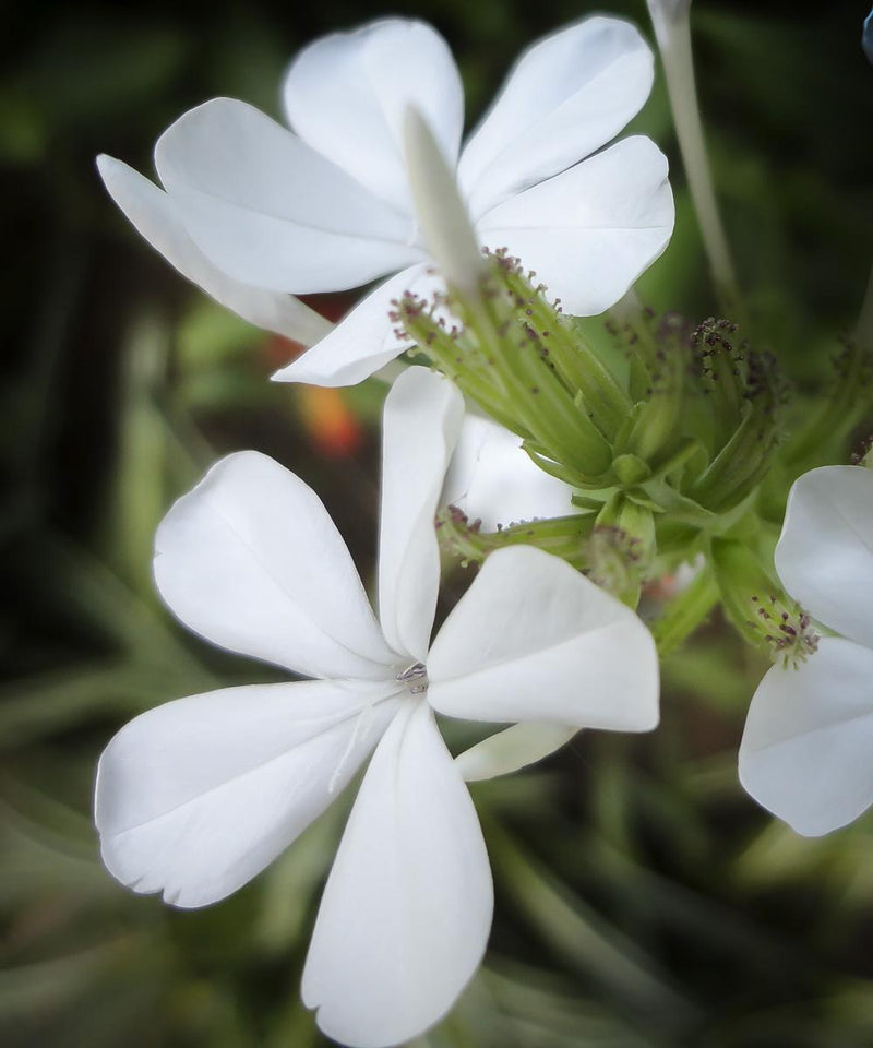 Botanical Perfume Oil