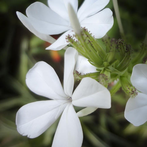 Botanical Perfume Oil